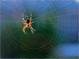 Притча о пауке и падающей звезде