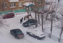 Жительнице Ухты пришлось спасаться от лошадей в центре города