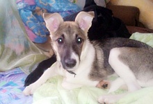 Ухтинские животные ищут дом 