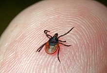 В Коми зарегистрированы первые случаи укусов клещей