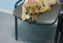 Дом для Василисы