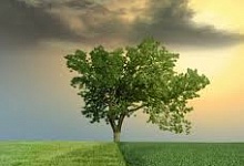 Благодарная пальма