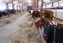 Миллионы для начинающих фермеров Коми