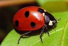 Божья коровка