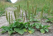 Сила смирения