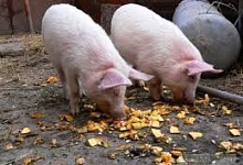 Экспорт свинины с Украины сокращается