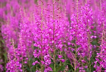 Время Иван-чая!