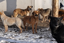 В Ухте от нападения стаи собак пострадал еще один человек