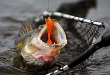 Разные наживки