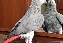 ЖОРА