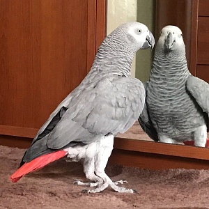 ЖОРА