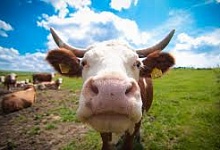 Фермерам Коми нужна поддержка