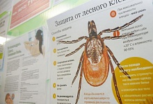  В Коми зафиксирован первый укус клеща 