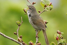 Соловей и куст