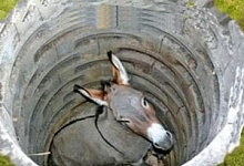 Осел и колодец