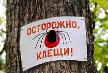 В Коми открыт сезон клещей