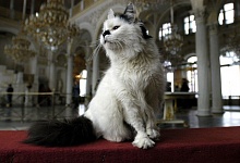 Самый «человечный» кот Эрмитажа станет символом Кубка Конфедераций